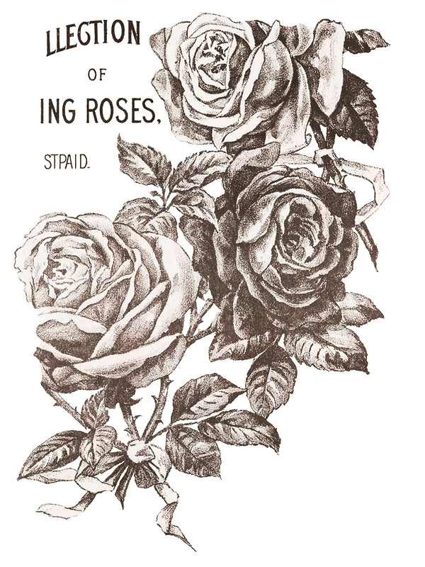 IOD Full Colour Transfer - May's Roses