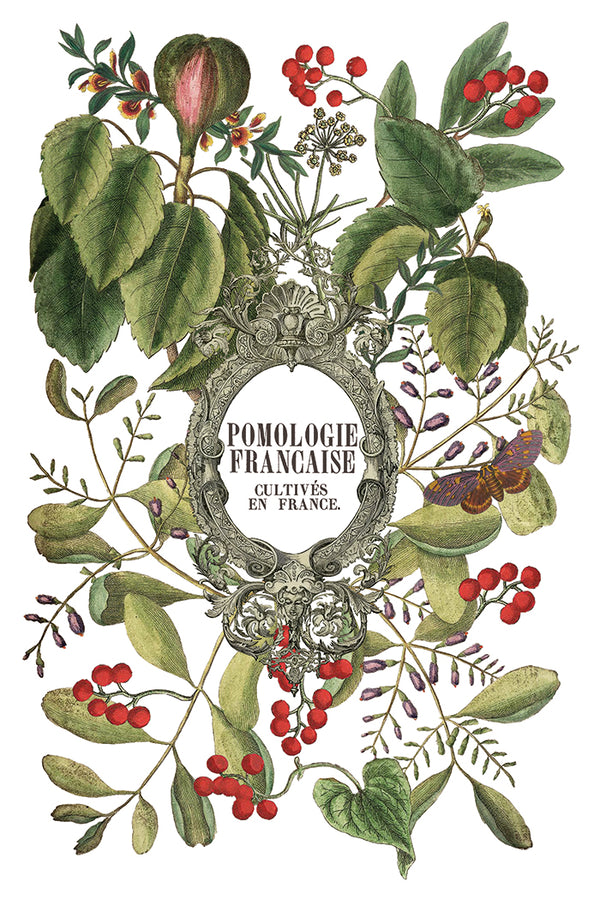 IOD Full Colour Transfer - Clementine