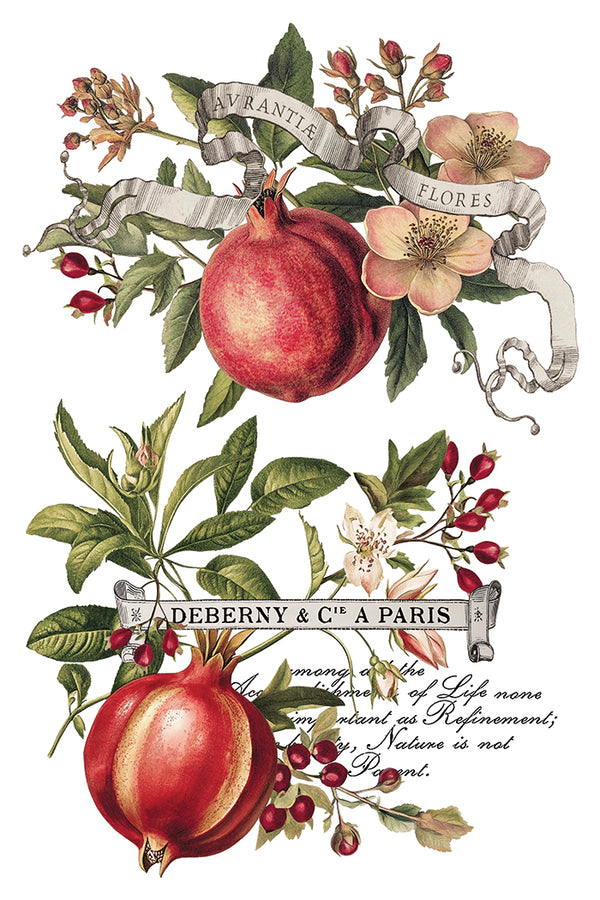 IOD Full Colour Transfer - Clementine