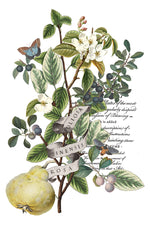 IOD Full Colour Transfer - Clementine