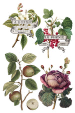 IOD Full Colour Transfer - Clementine