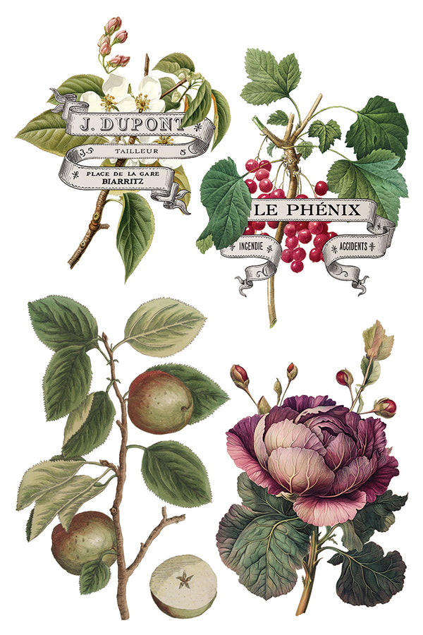 IOD Full Colour Transfer - Clementine