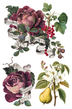 IOD Full Colour Transfer - Clementine