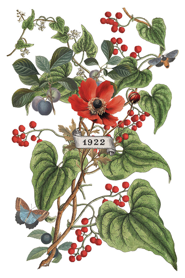 IOD Full Colour Transfer - Clementine