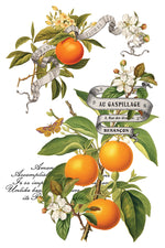 IOD Full Colour Transfer - Clementine