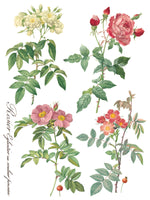 IOD Full Colour Transfer - Rose Botanical