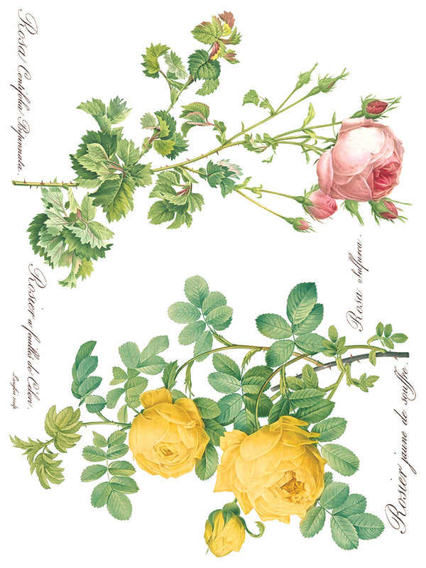 IOD Full Colour Transfer - Rose Botanical