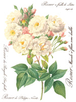 IOD Full Colour Transfer - Rose Botanical