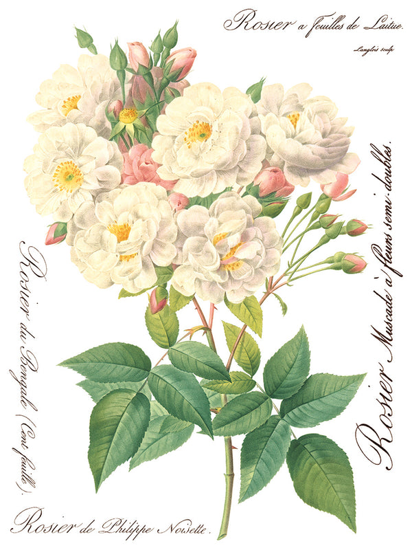 IOD Full Colour Transfer - Rose Botanical