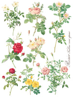 IOD Full Colour Transfer - Rose Botanical