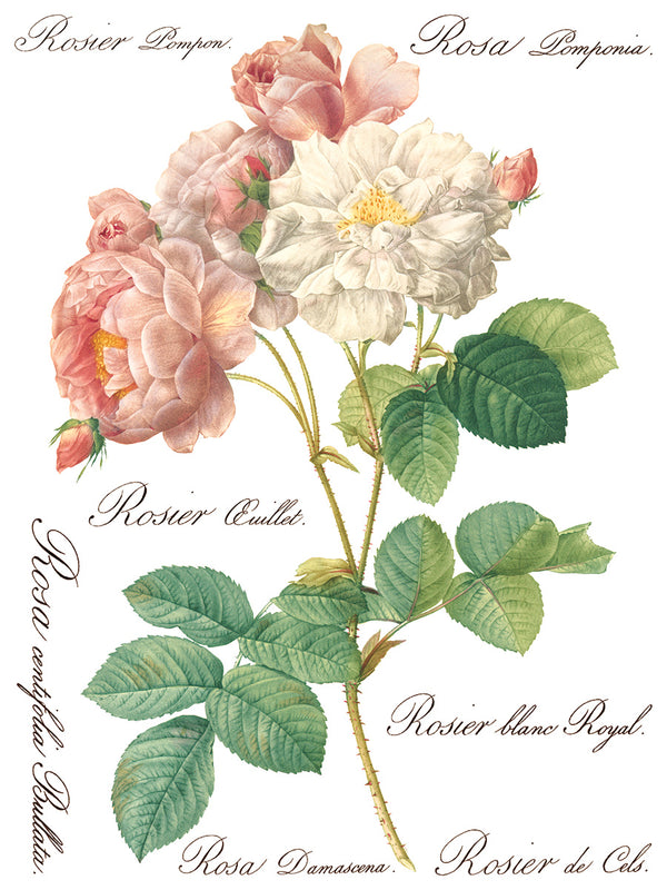 IOD Full Colour Transfer - Rose Botanical