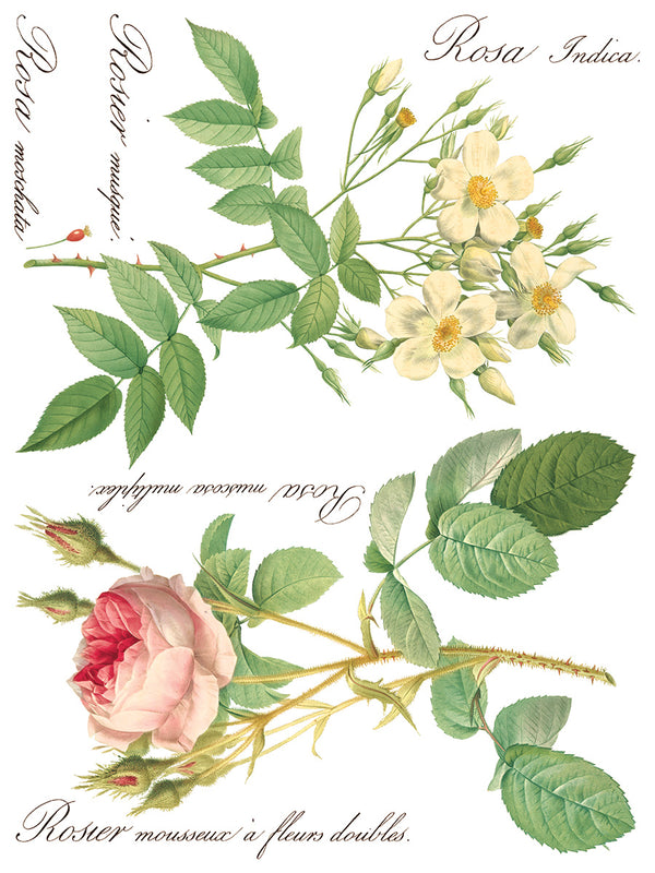 IOD Full Colour Transfer - Rose Botanical