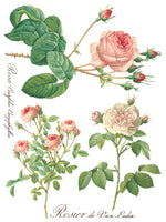 IOD Full Colour Transfer - Rose Botanical