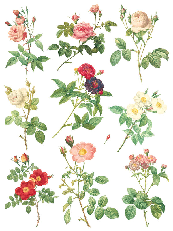 IOD Full Colour Transfer - Rose Botanical