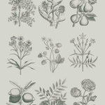 Annie Sloan Decoupage Paper - Botanical Drawings