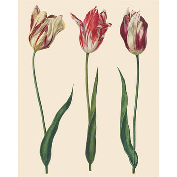 Annie Sloan Decoupage Paper - Dutch Tulips