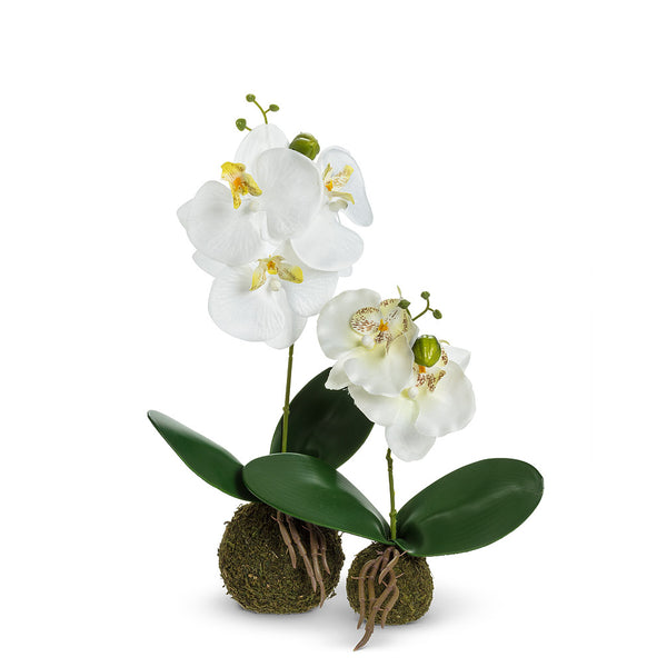 Medium Orchid with Grass Ball
